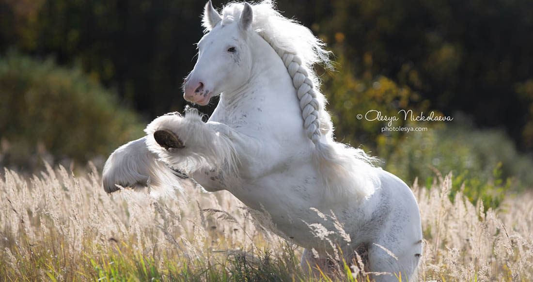 Hermits Titanium - Gypsy Vanner Stallion @Arina Libontova 