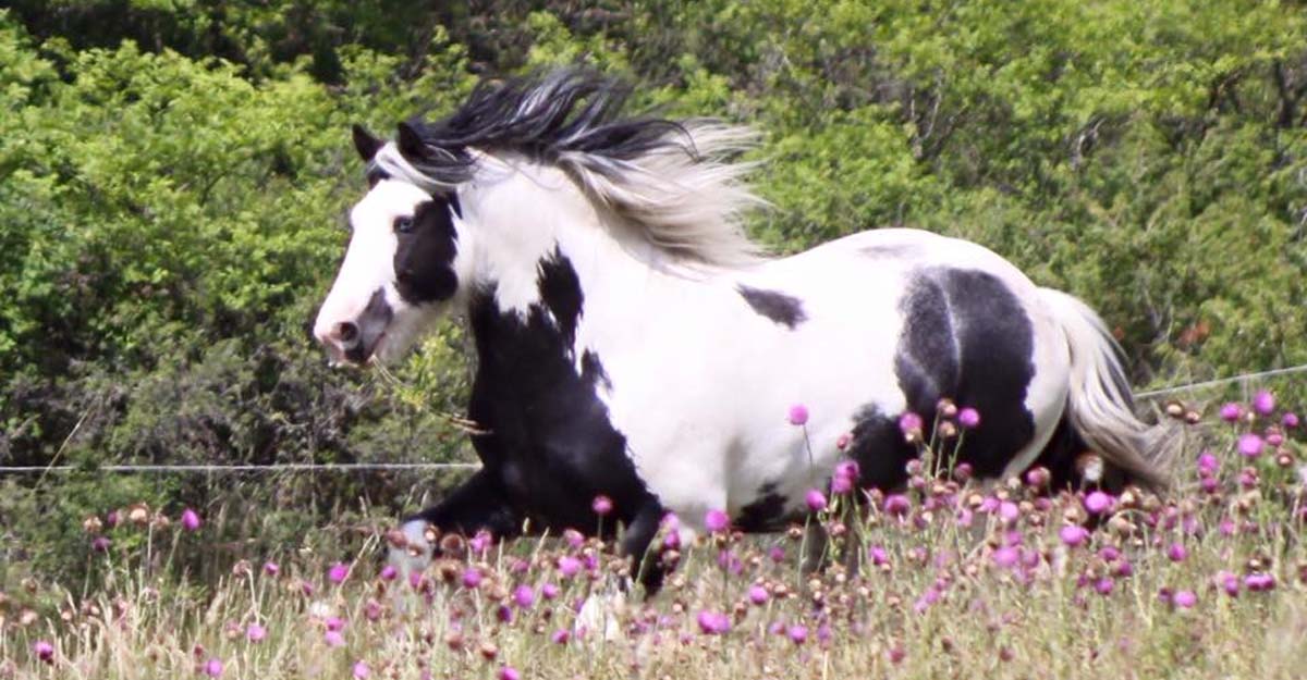 Hermits Ace Of Spade (Hermits Ace Of Spade) - 13.2hh Gypsy Vanner Stallion