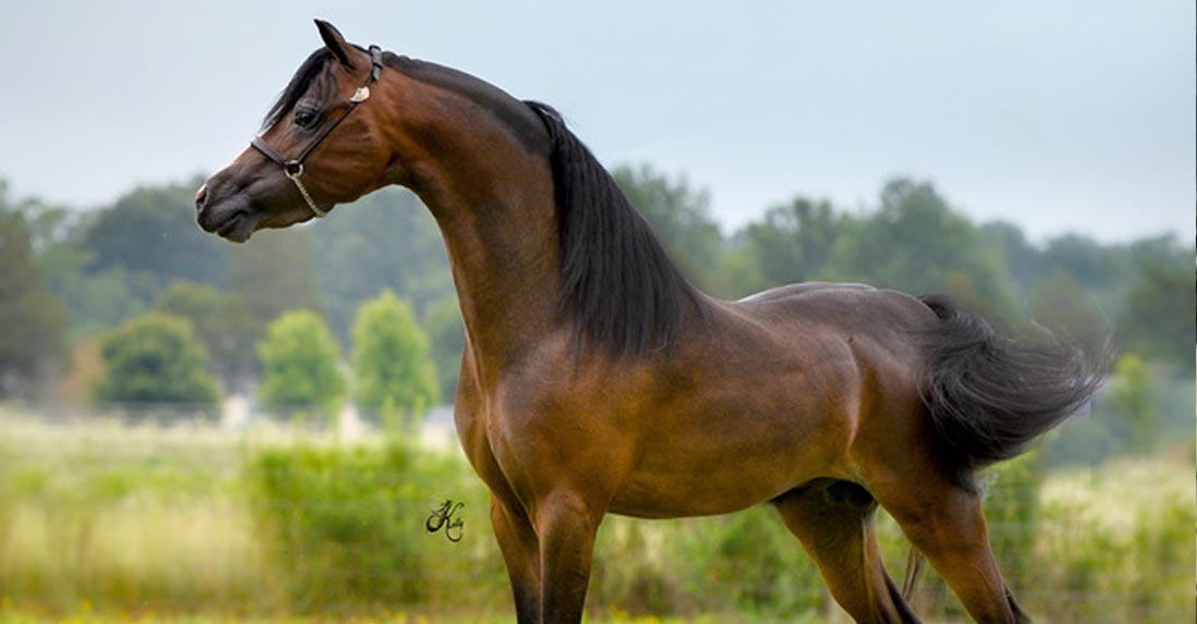 Hershey Remember Me, 2013 ASPC National Classic Grand Senior Stallion