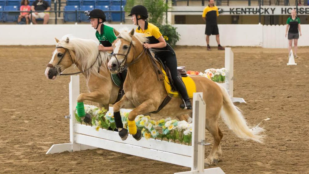 High Flying Haflingers Jumping Team