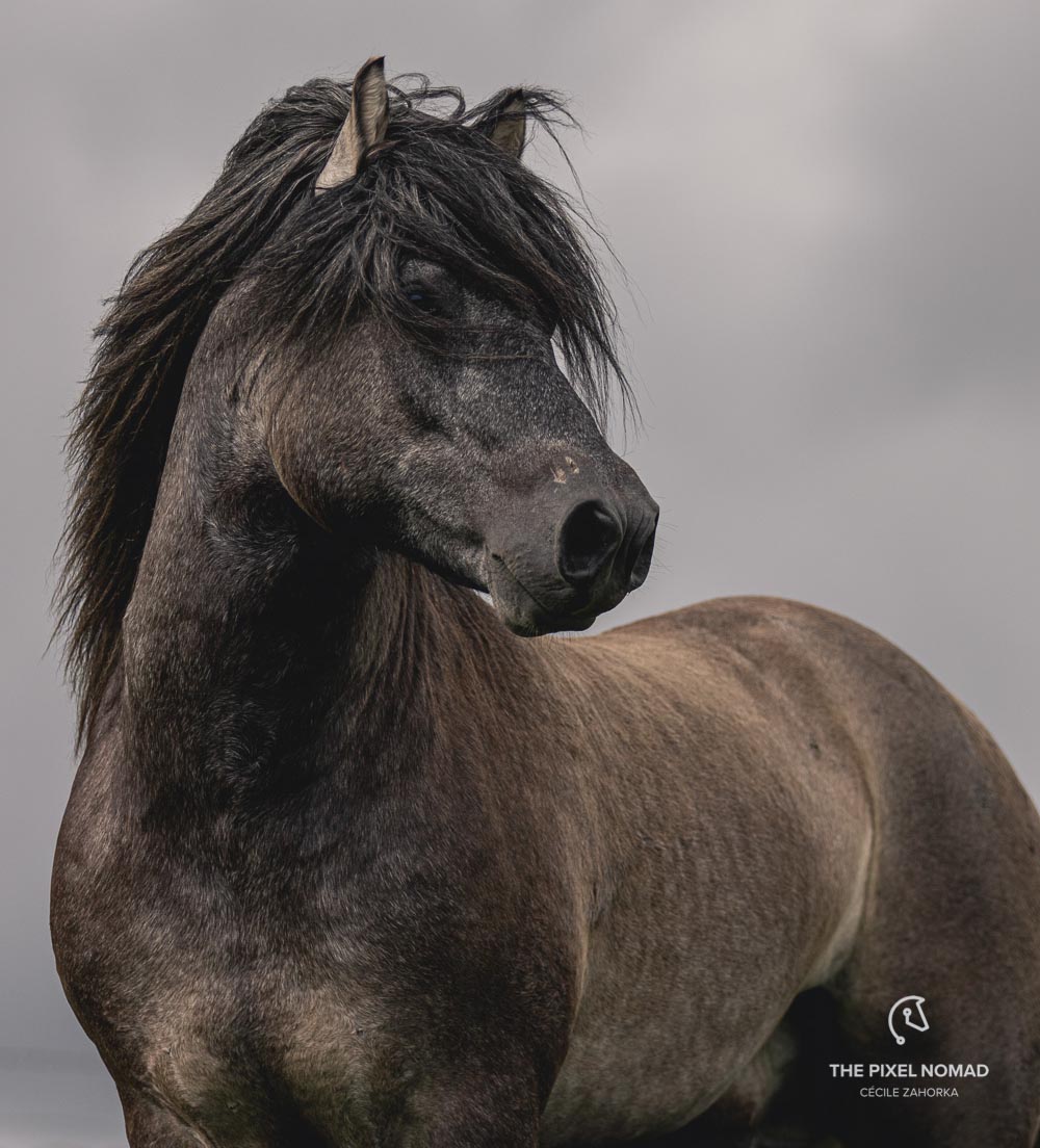 Highland Pony Stallion - Fandango