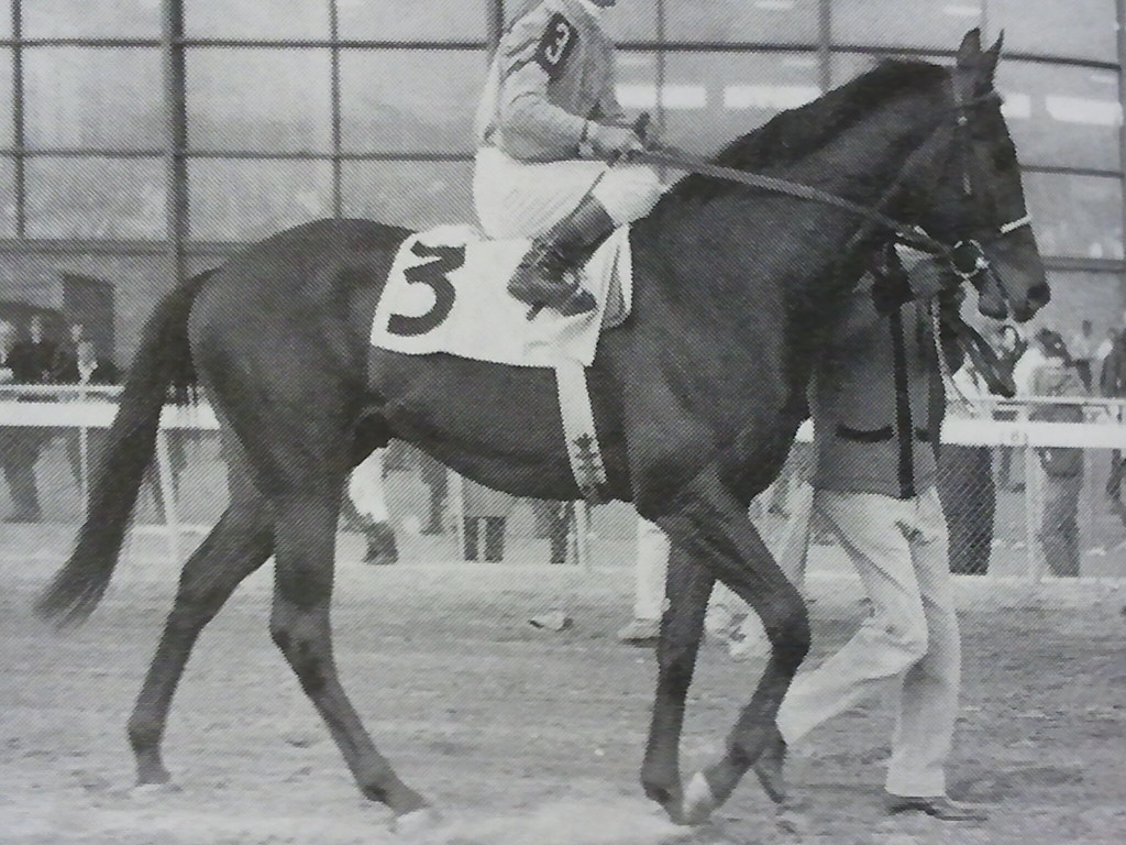 Hoist The Flag Stableexpress