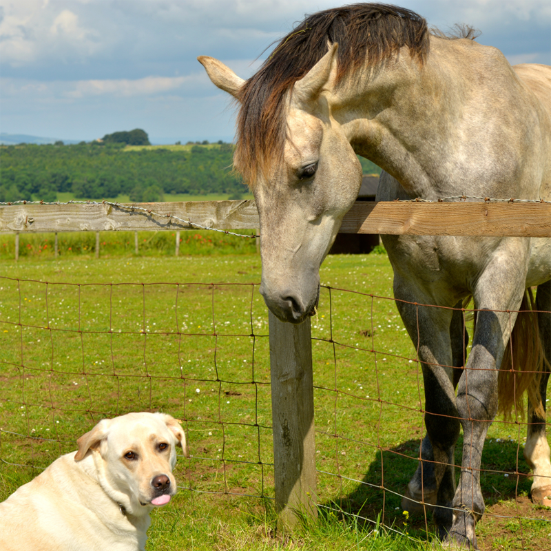 Holistic Care For Animals By Taranet