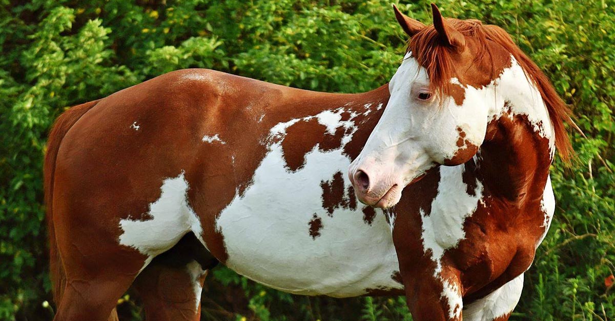 Thinkin Strait - APHA Chestnut Overo Paint Stallion