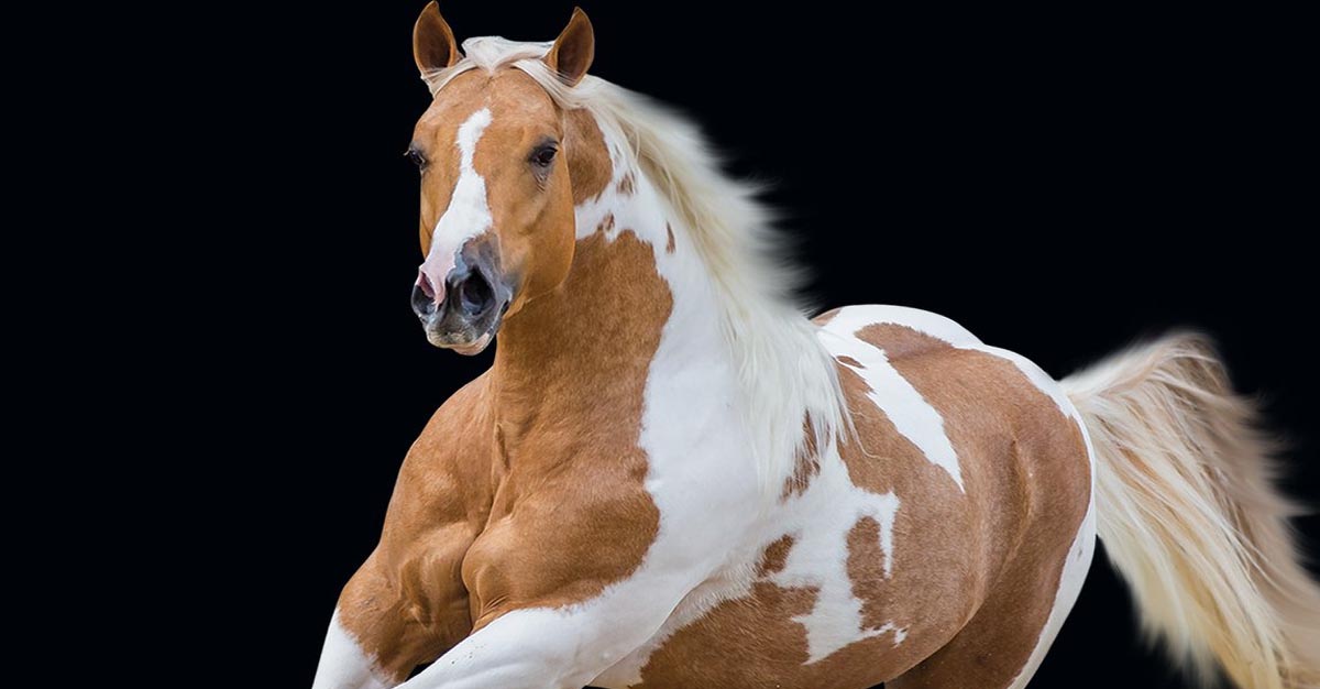 Brightbrook Insignia - Homozygous Tobiano Stallion