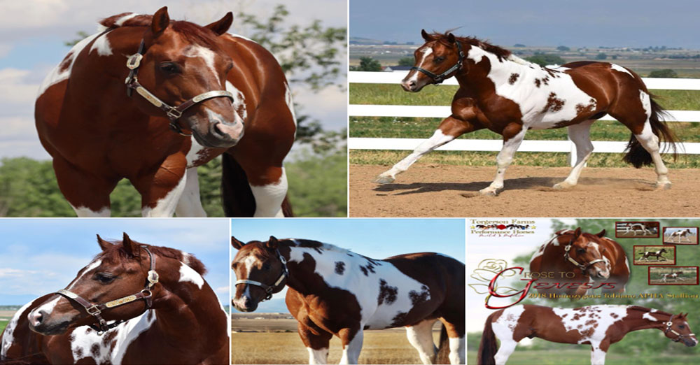 Homozygous Tobiano Stallion - Rose To Genesis