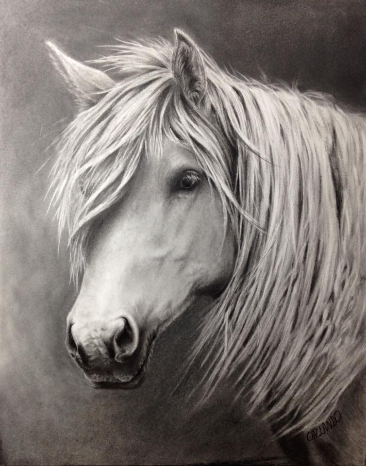 Crystal Orlando Wildlife / Equine Artist