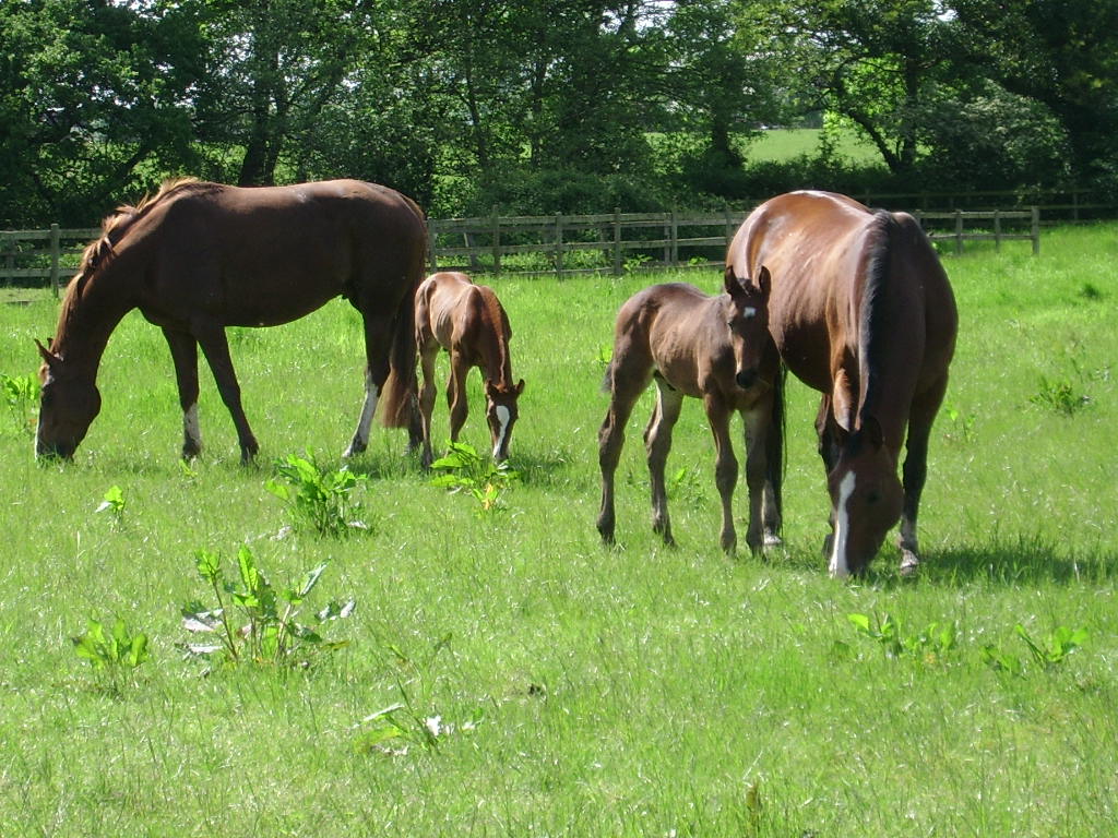 Leopard Rock Sport Horse Appaloosas