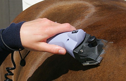 How To Clip A Horse 