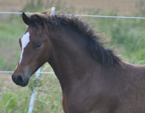 Horse-Cob-Foals