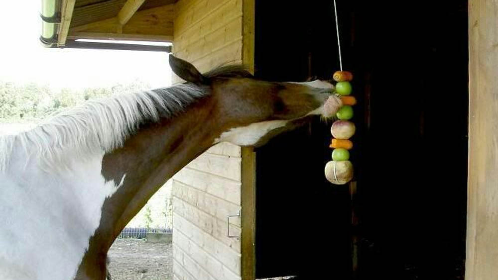 Horse DIY Fruit and Veggie Kebab