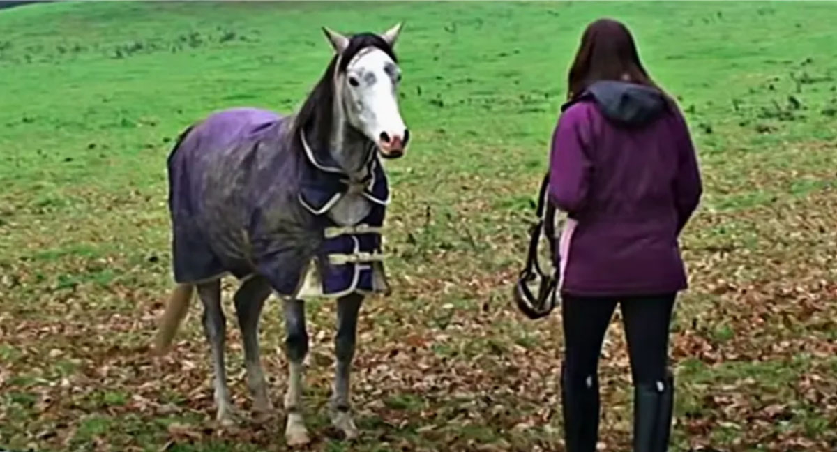 Horse Excited To See Owner After Being Reunited After A Long Holiday