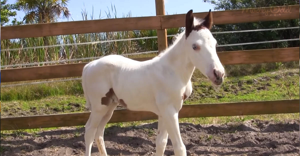 Filly Foal Born With Rare Medicine Hat Pattern