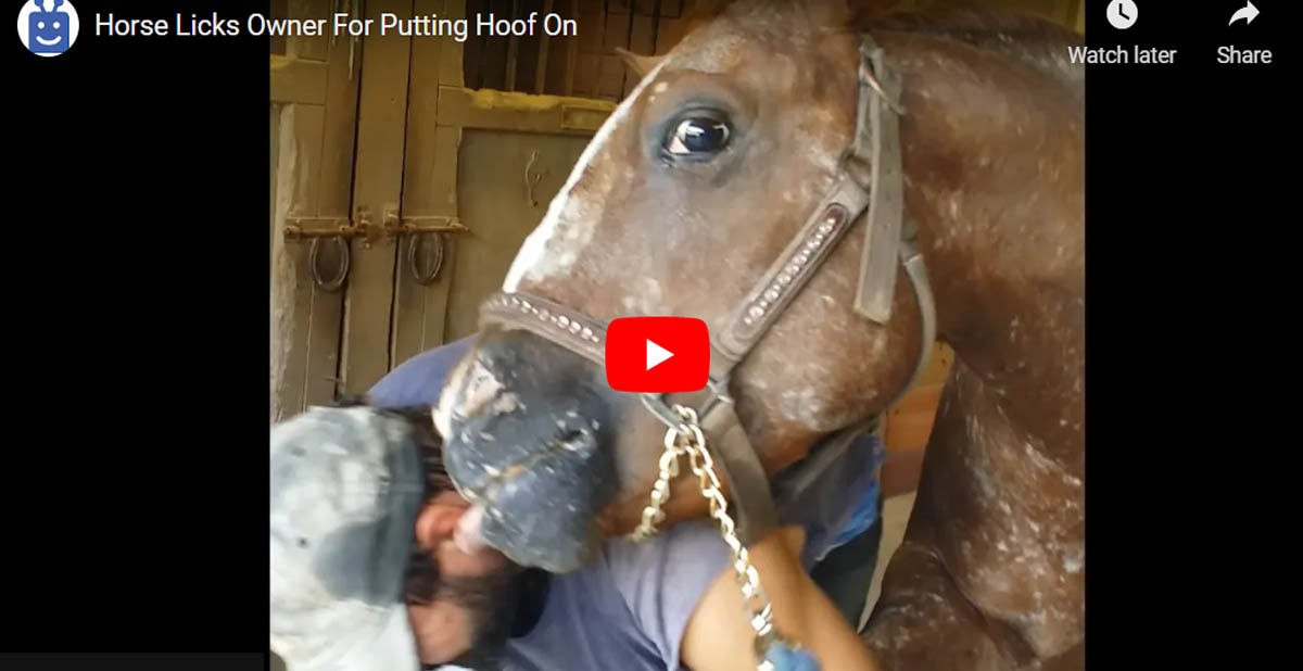 Horse Gives His Farrier A Wet Willy