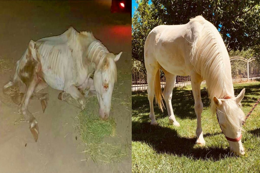 Meet Miracle - Look how they saved this poor horse