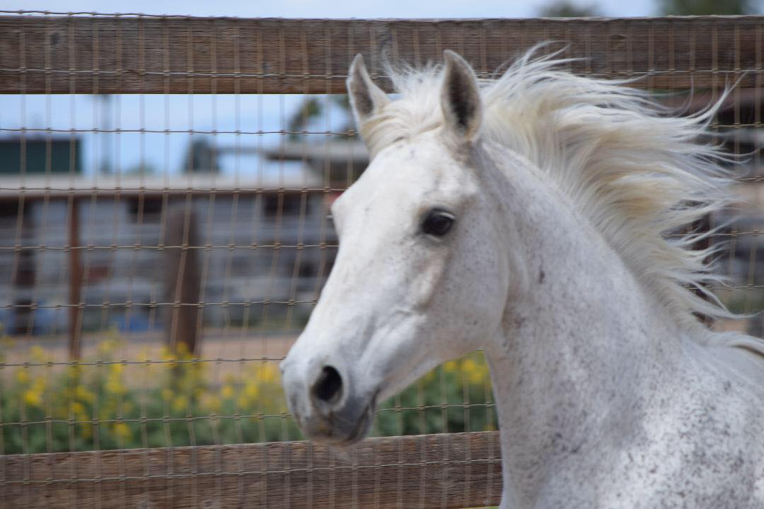 Horse Rescue