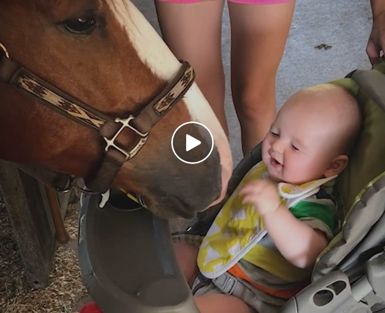 Horse Rescued From Hurricane Irma Helps People Feel Safe