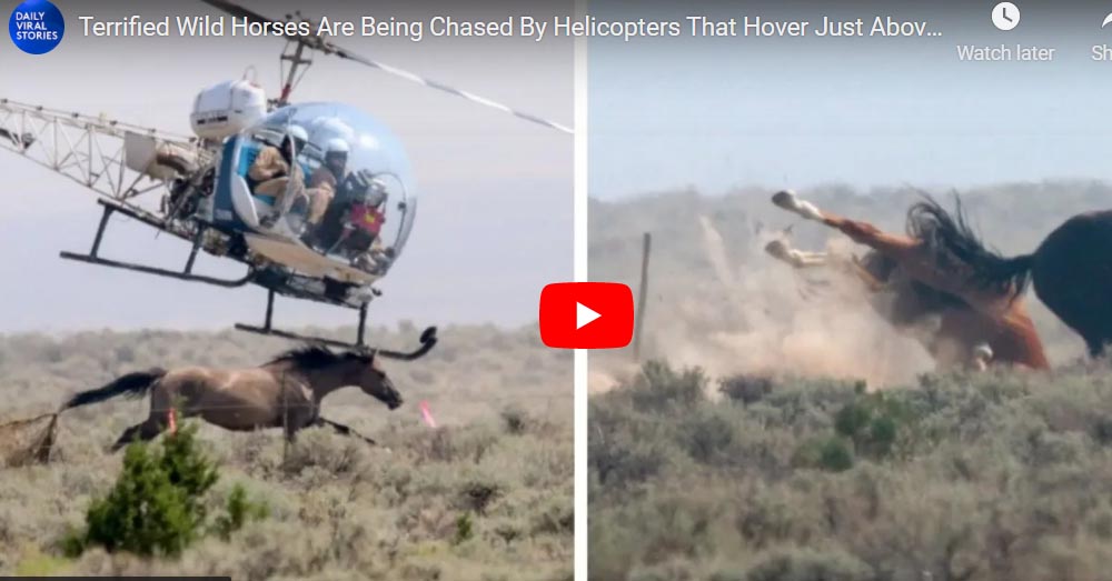 Heartbreaking Scene Terrified Wild Horses Try To Run Away As Helicopters Hover Above Their Heads