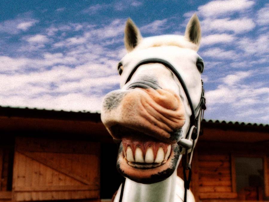 Equine Dentists