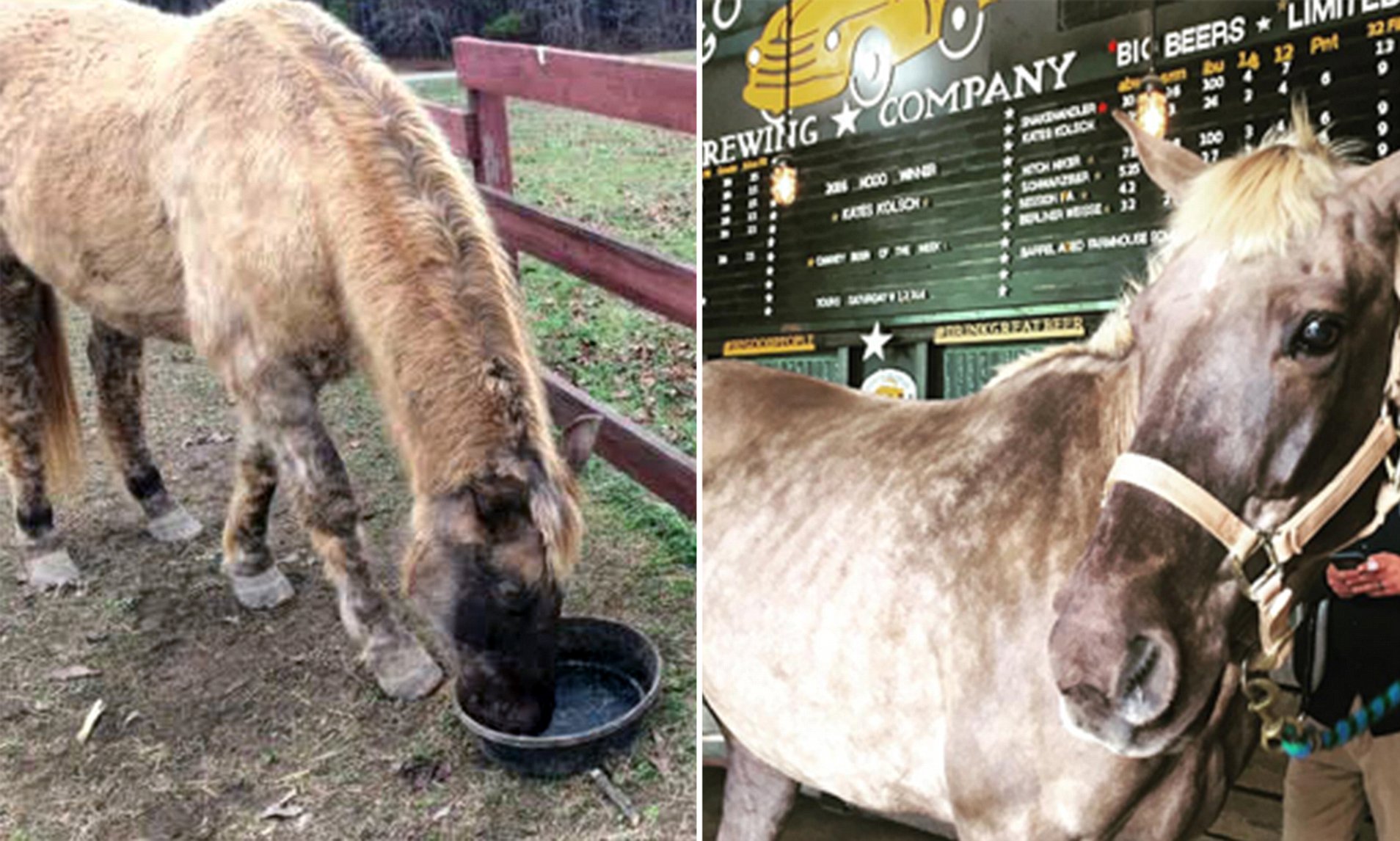 Horse Suffers From Cushings Disease - Beer Is His Medicine