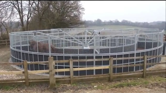 Horse Rehabilitation With A Horse Walker