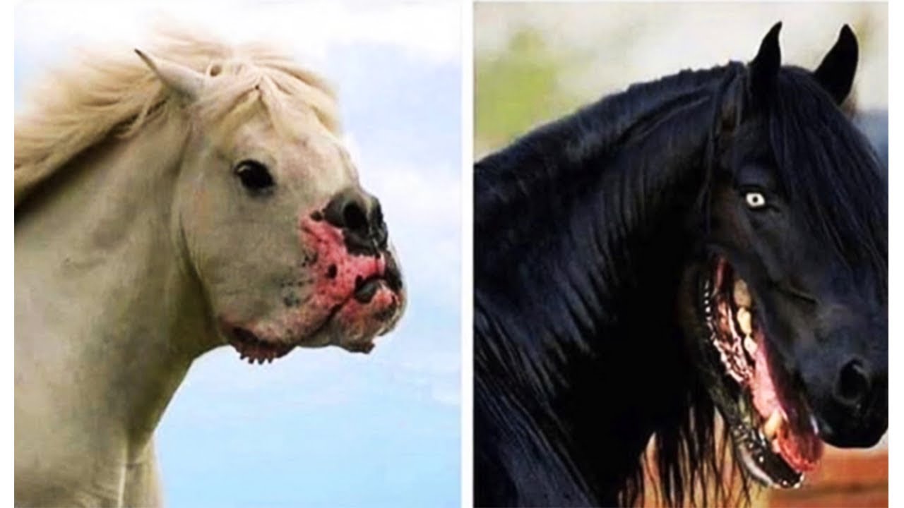 Horse With Dog Mouth