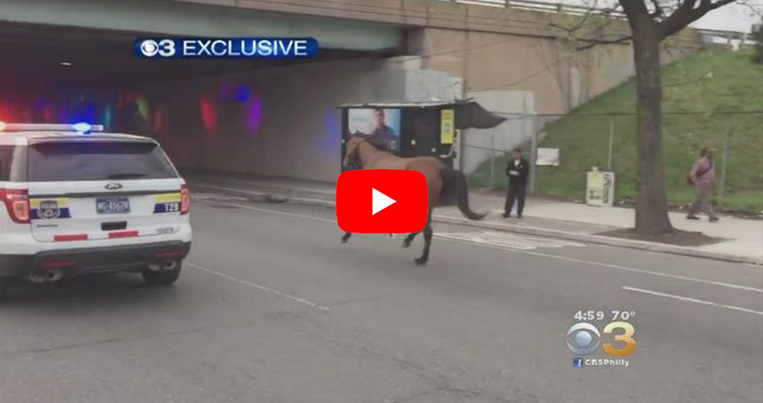 A horse on the loose in Philadelphia, with the police hot on her trail