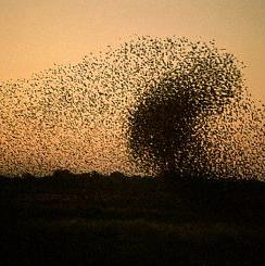 Flies can be a constant pest to our four legged friends