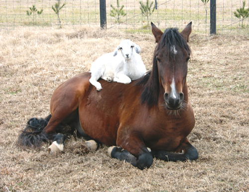 Horses love company just llike us