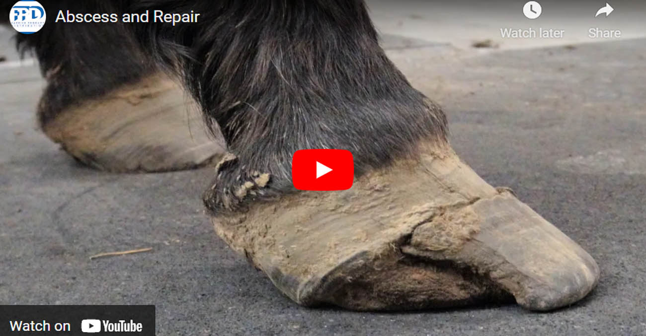 Horse Hoof Abscess and Repair