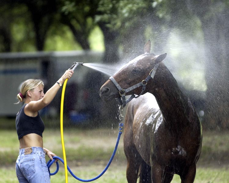 Hosing your horse helps them keep cool