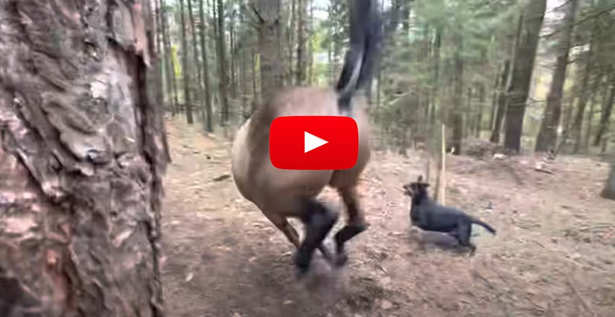 Horse Kicks Tree, Farts on Dogs Then Runs Away - My Spirit Animal