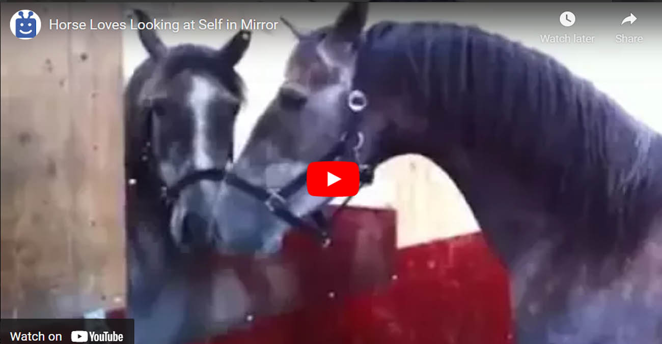 This Horse Loves Looking at Self in Mirror