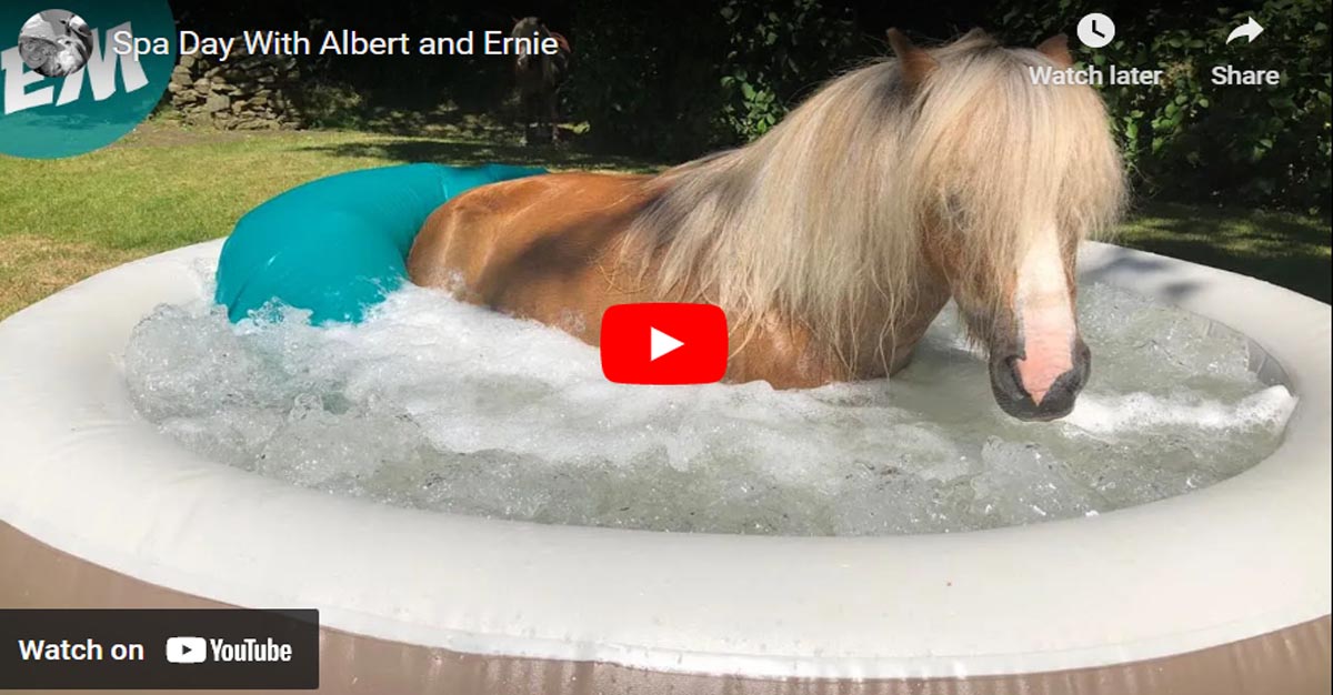 Horse Spa Day With Albert and Ernie