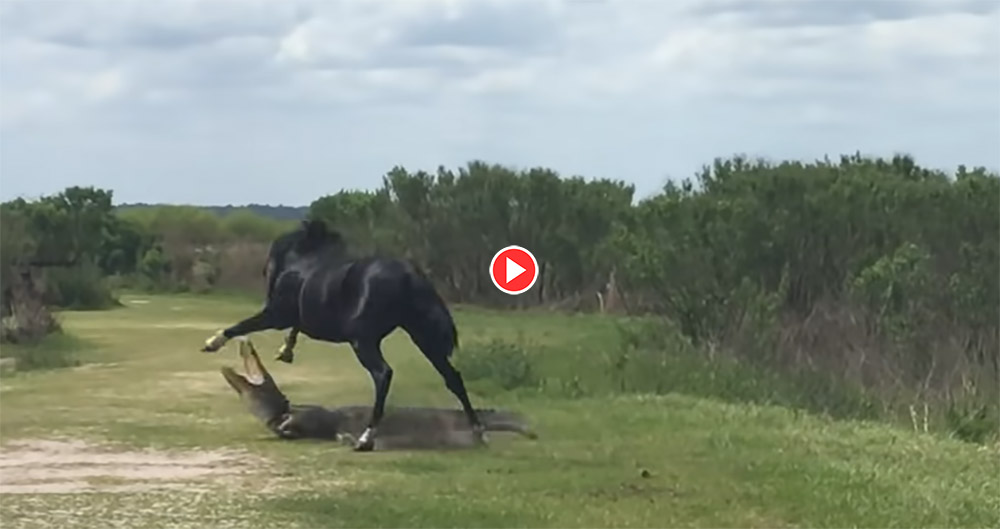 Stallion Attacks Alligator