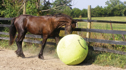 Some horses like to play with balls