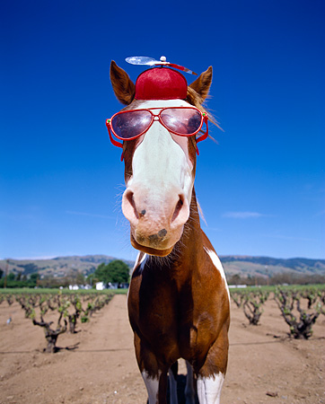 Fan your horse to keep them cool