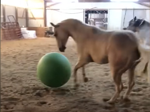 Hilarious Horses Slide Down Grassy Hill Playing Like Little Kids