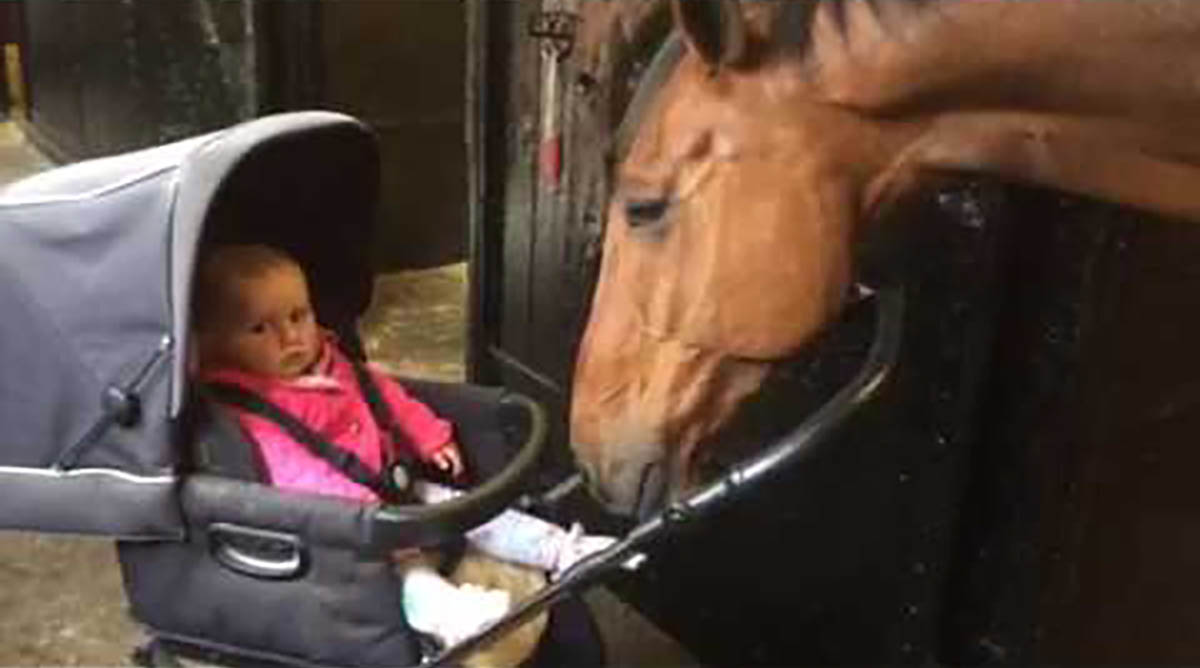 Horses Are Born Babysitters