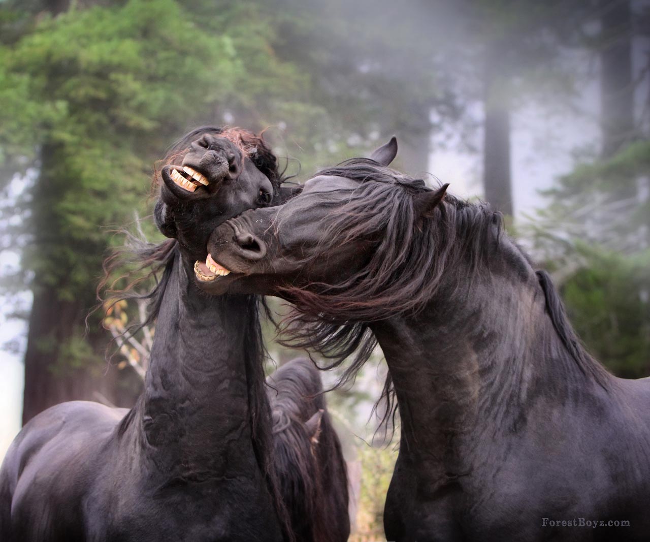 Friesian Stallions @Laura Zugzda