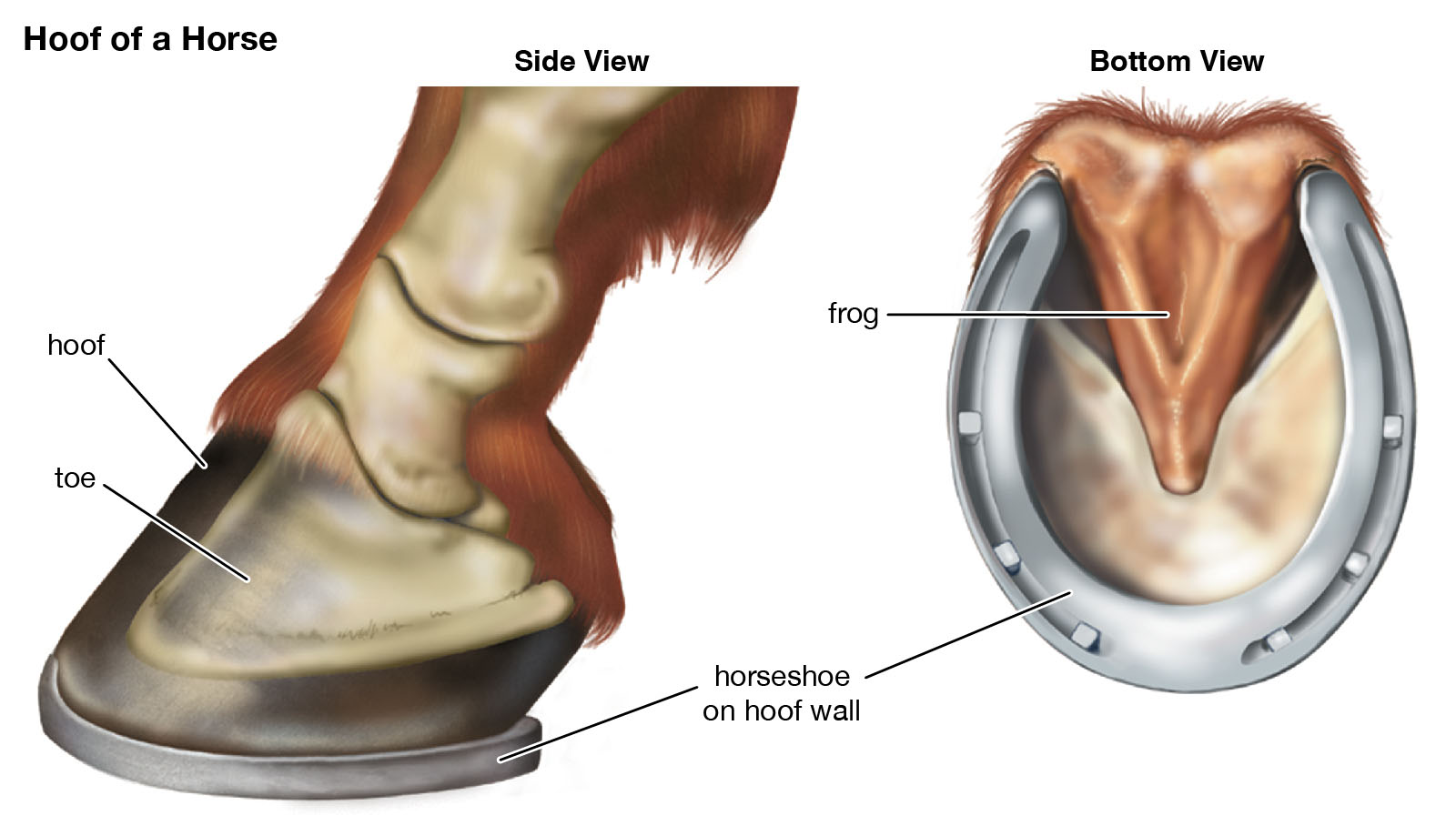Horses Hoof Structure and Balance