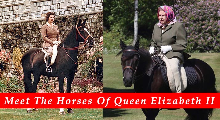 Horses Of Queen Elizabeth II