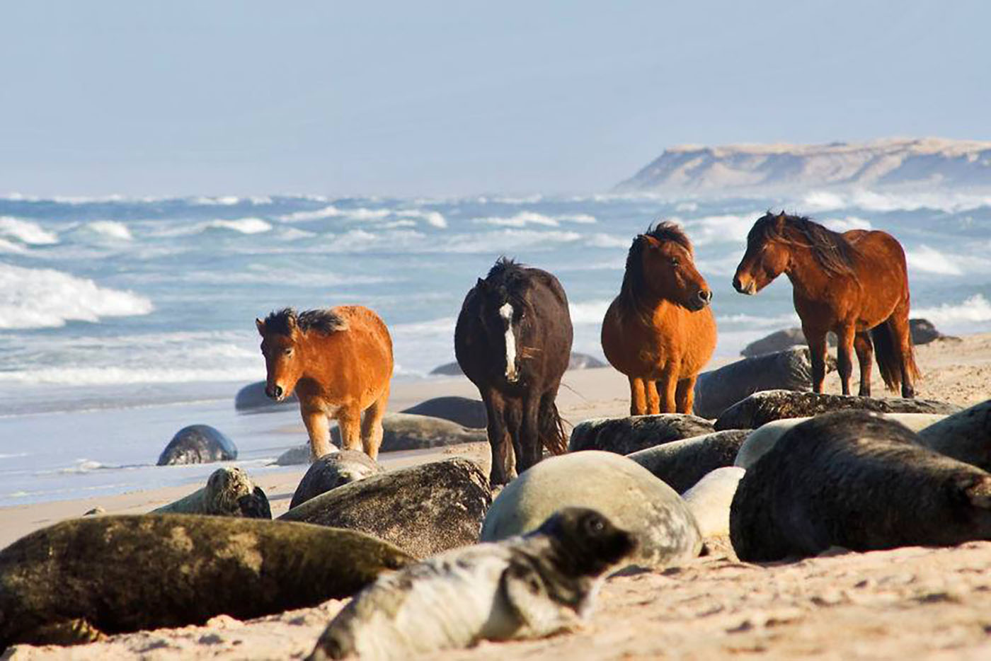 Horses Of Sable Island, Nova Scotia, Canada