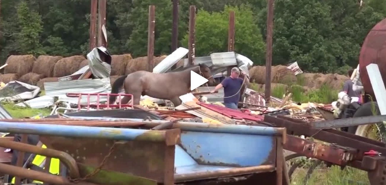 Horses Rescued From Collapsed Barn 