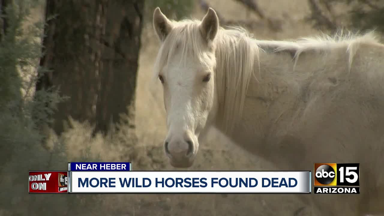 Palomino filly orphaned after horses found shot, who is killing Heber wild horses?