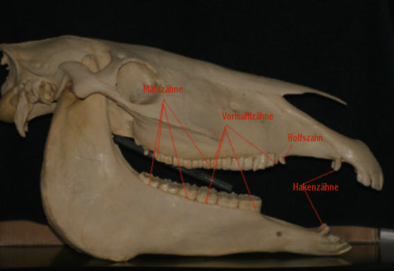 Horses Teeth