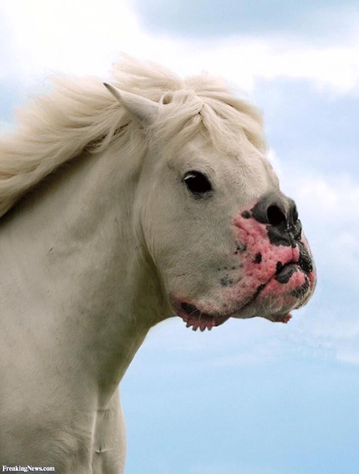 Horse With Dog Mouth