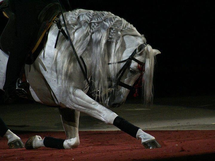 Horses With Great Hair