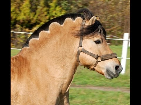 Horses With Great Hair