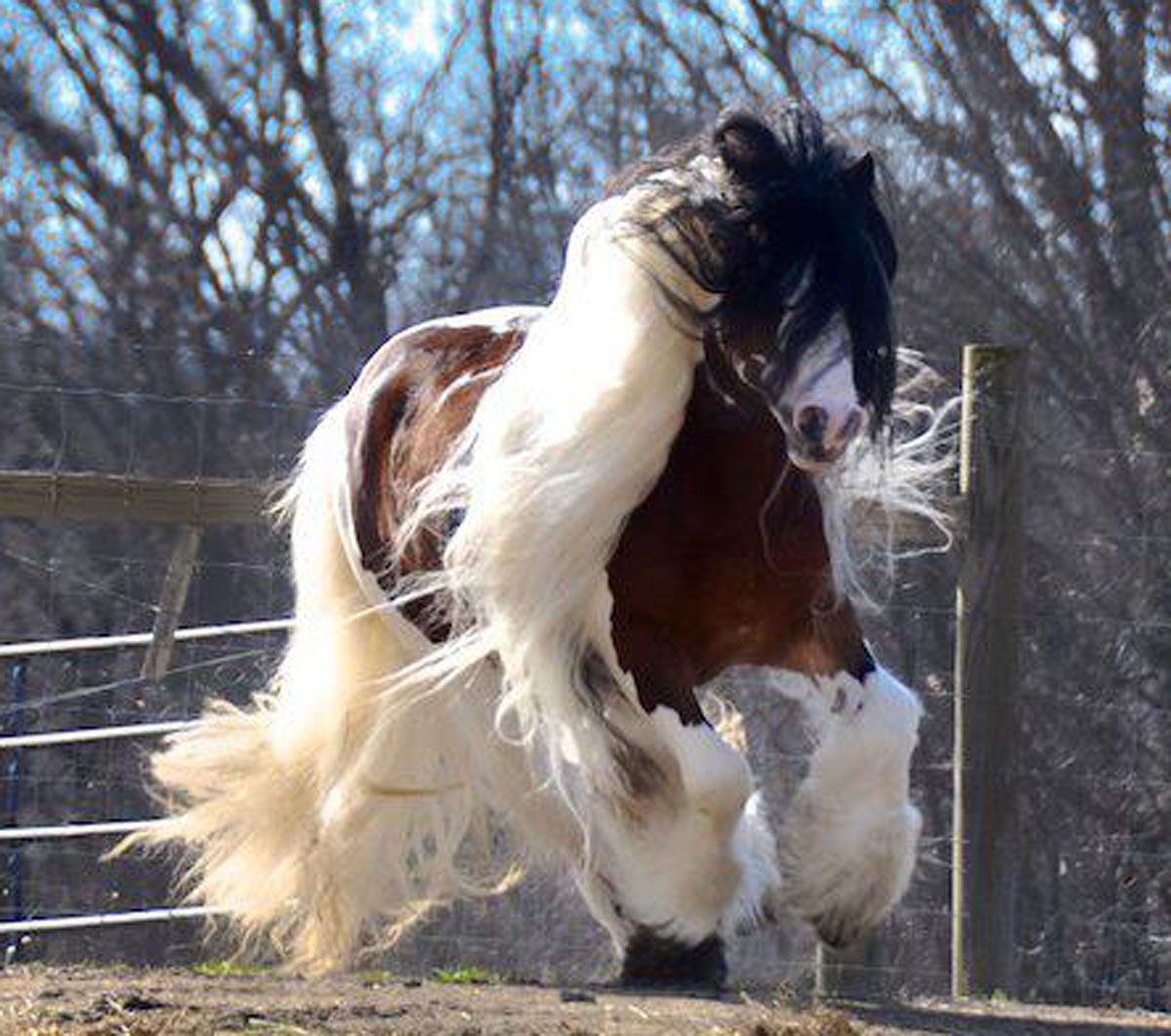 Horses With Great Hair